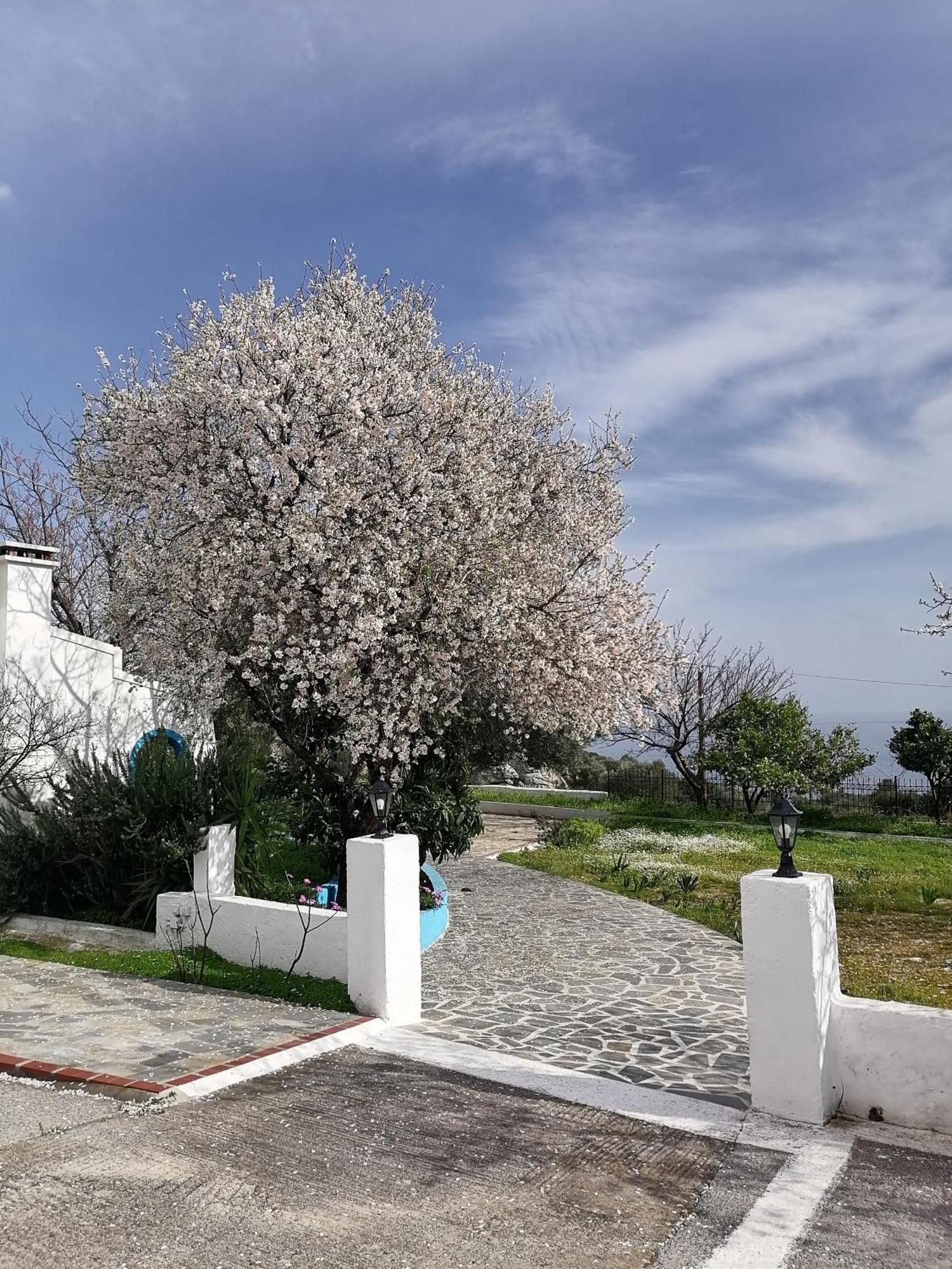 Studios Ioanna Limnionas Samos Μαραθόκαμπος Εξωτερικό φωτογραφία